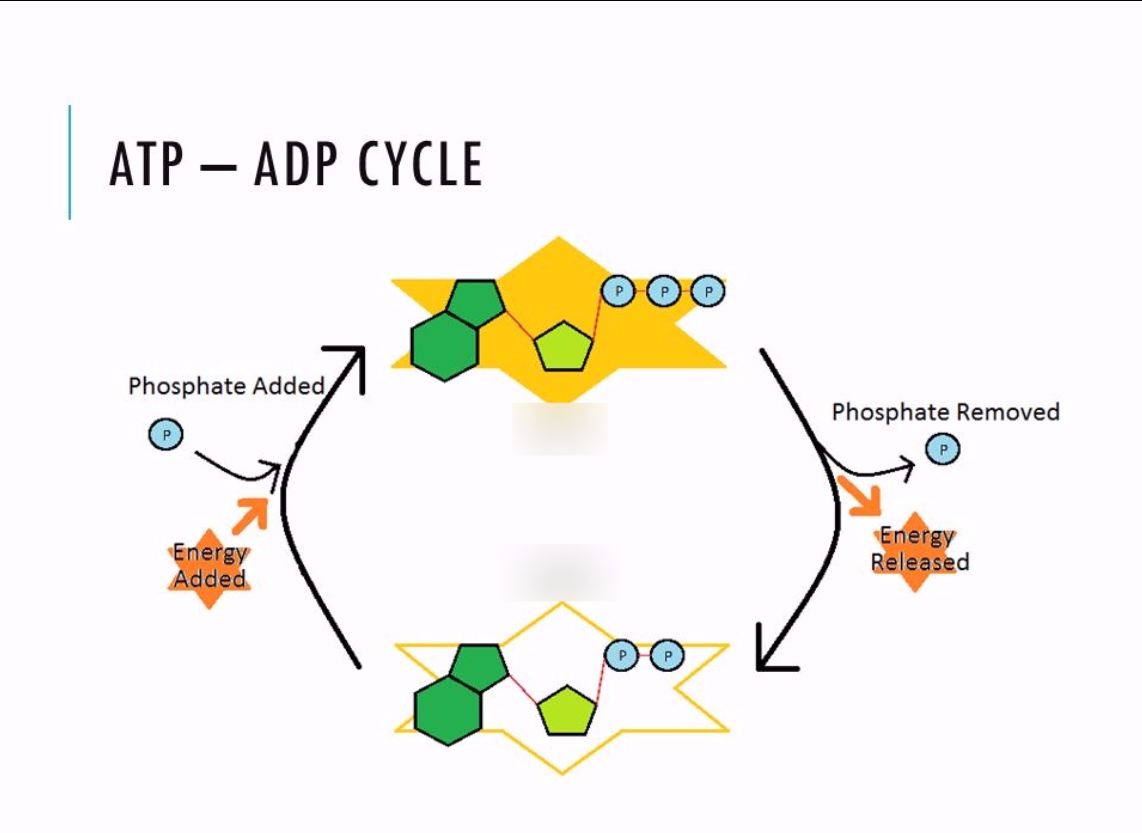 Diagram showing the ATP–ADP cycle with phosphate added and removed