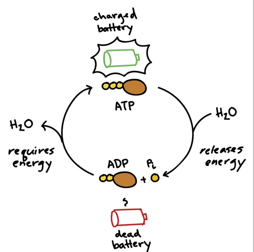 Hand-drawn diagram comparing ATP to a rechargeable battery