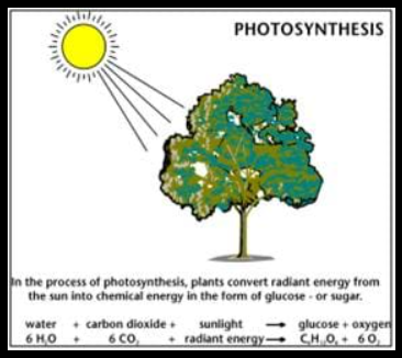 Sunlight powering photosynthesis in green plants